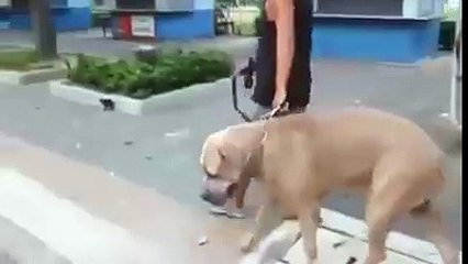 #Funny Vedio.com (Dailymotion.com)