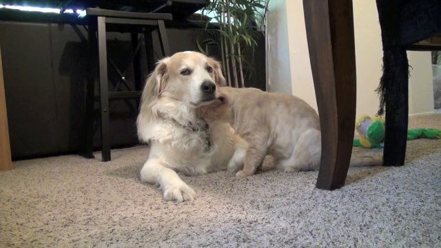 Ce chat adore faire des calins à ce Golden retriever. Trop mignon