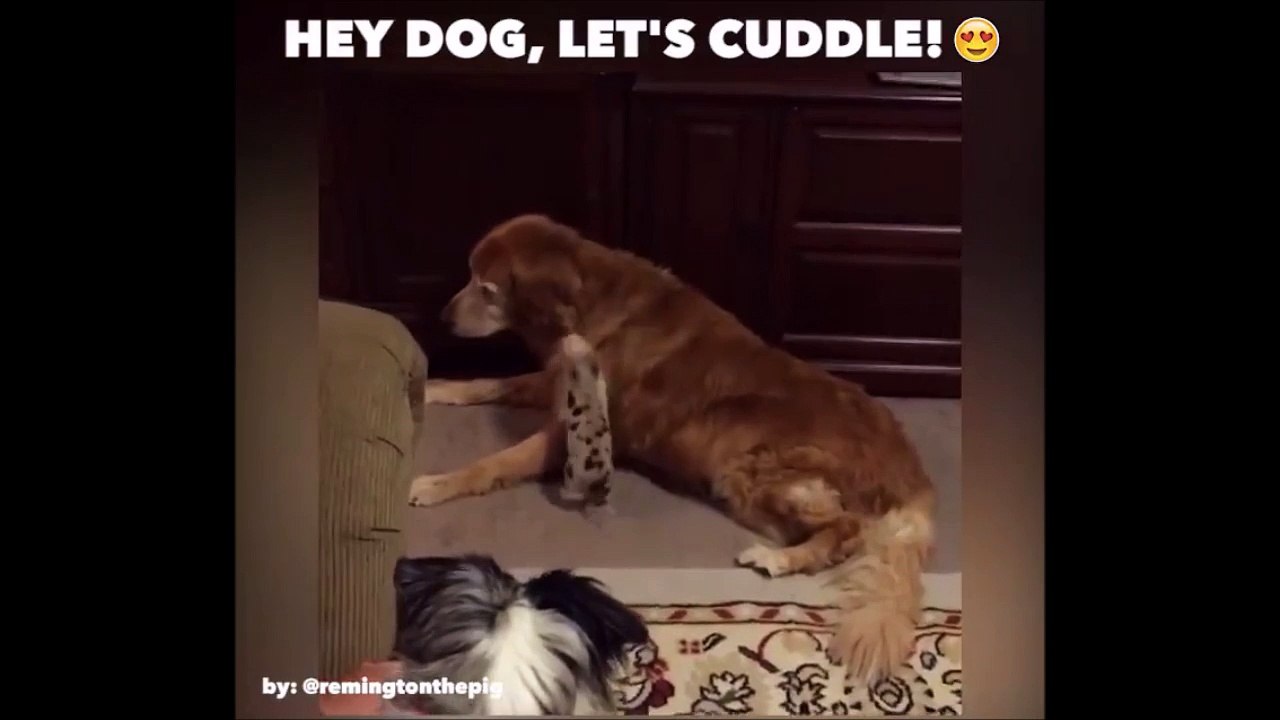 Aller le chien, fait moi un calin!!!!