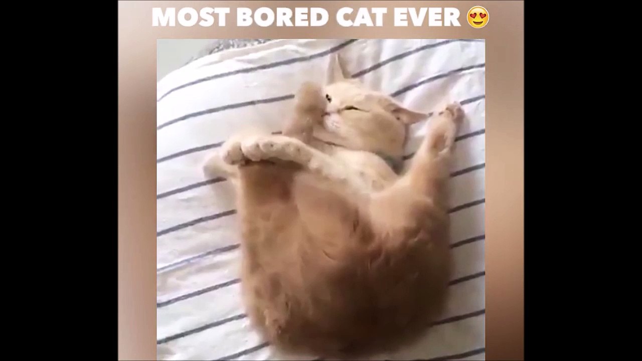 Quand les chats s'ennuient...