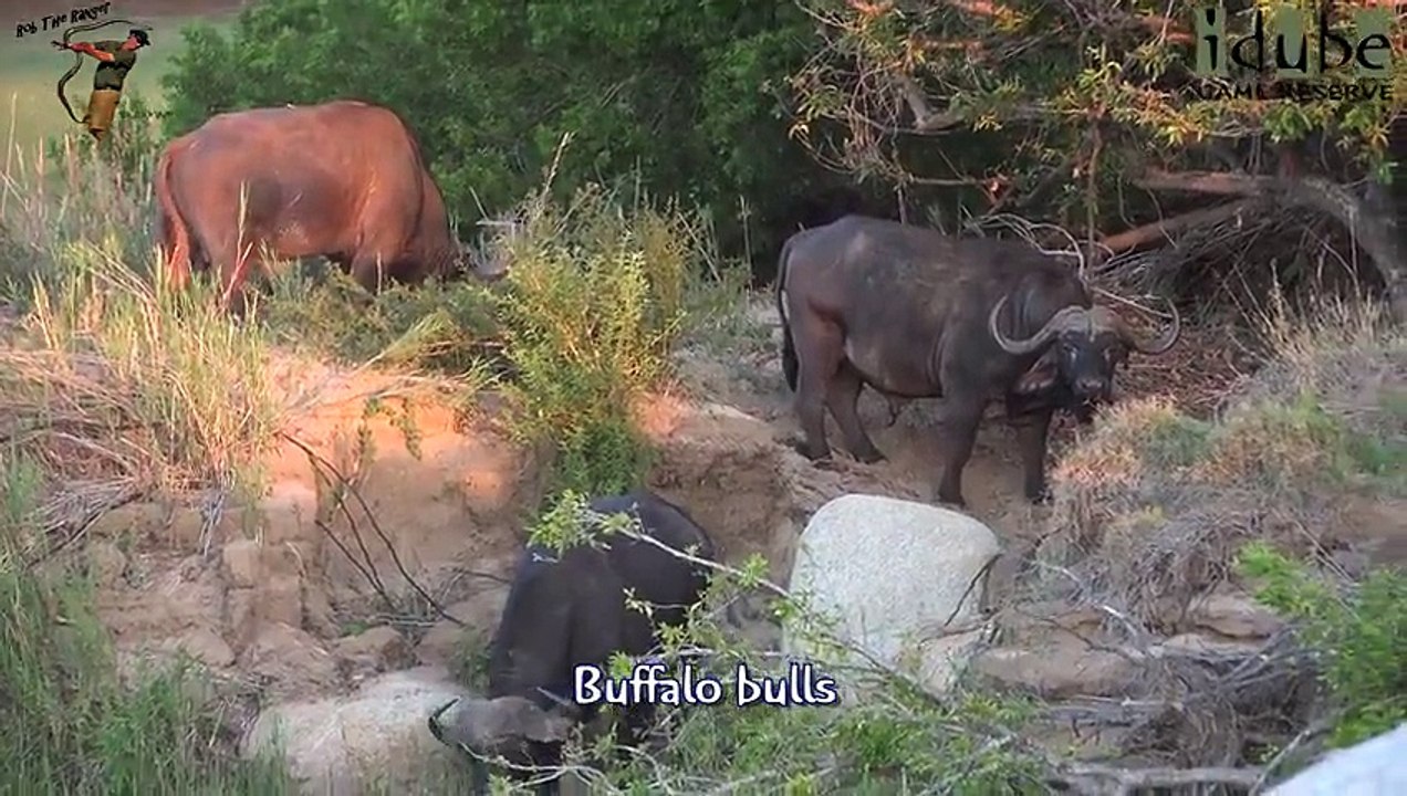 Idube Safari Highlights #377  03 - 06 November 2015 (Latest Sightings) (4K Video)