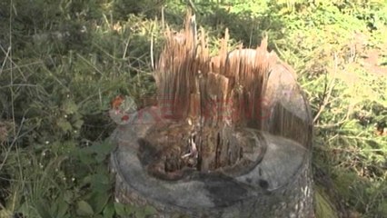 Ministri Koka: Në 8 vite janë dhënë 2600 leje mjedisore për shfrytëzim- Ora News