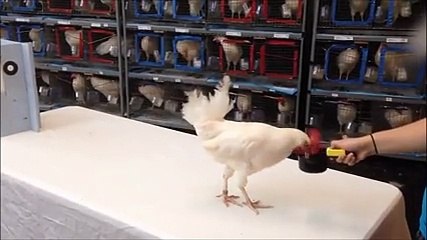 Tavuk Deyip Geçmeyin, İzleyin.. Yok Böyle Bir Şey