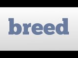 breed meaning and pronunciation