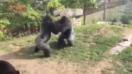 Avez-vous déjà vu des gorilles se battre ?