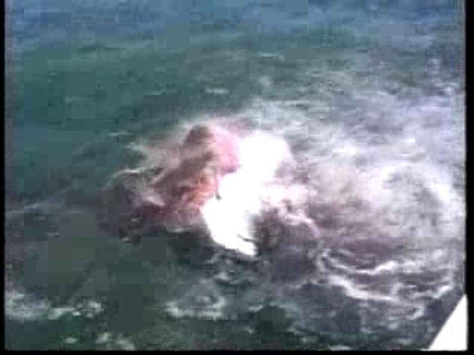 Attaque-requin
