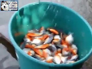 Ловля пираний куском мяса