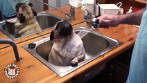 Epic Pet Baths (Adorably Hilarious Compilation)