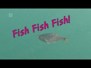 Fish Fish Fish / Namhae in the Gopro