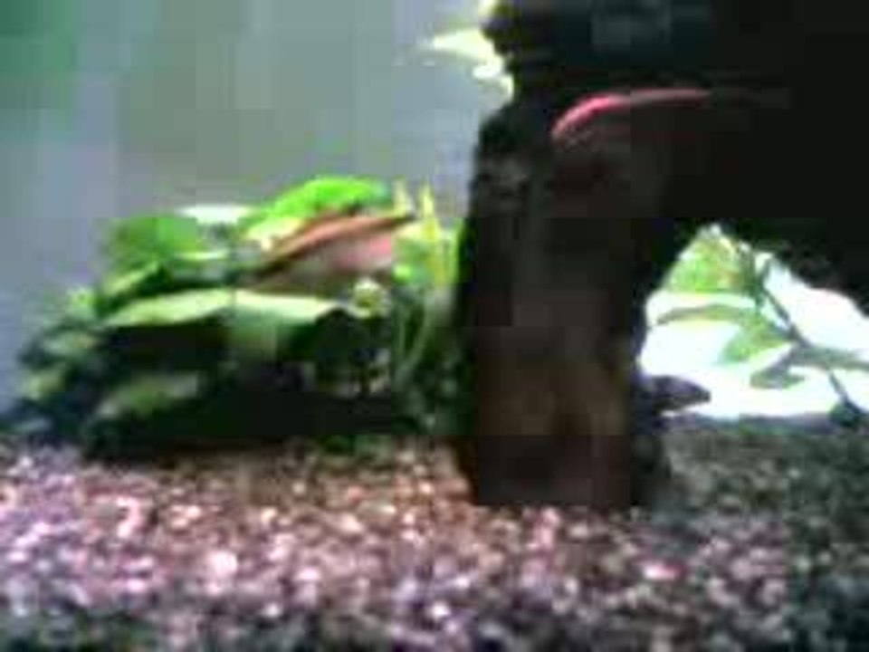 quelques poisson