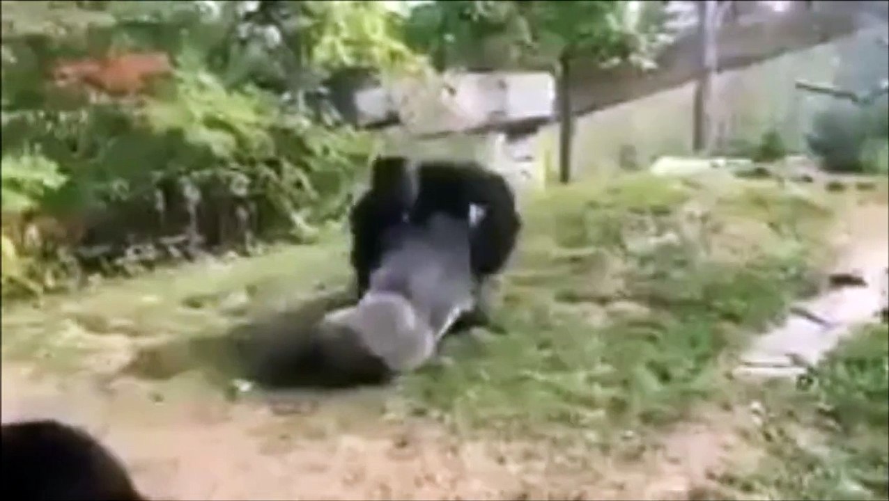 Baston entre deux gorilles dans un zoo
