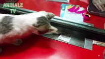 Bad Cat Tries To Steal Money From Cashier - Funny Cat Videos [New HD Video 2016] - Funny Animals Channel