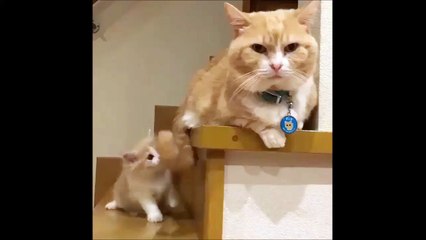 Une maman chat occupe son petit comme elle peut