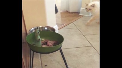 Pauvre chat piégé par ses maitres... Hilarant