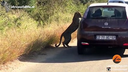 Cute Funny and Heart-Warming Wild Animals - Compilation Video