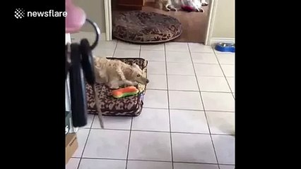Dog gets excited whenever she hears car keys
