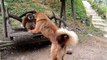 Monkeys teasing other animals