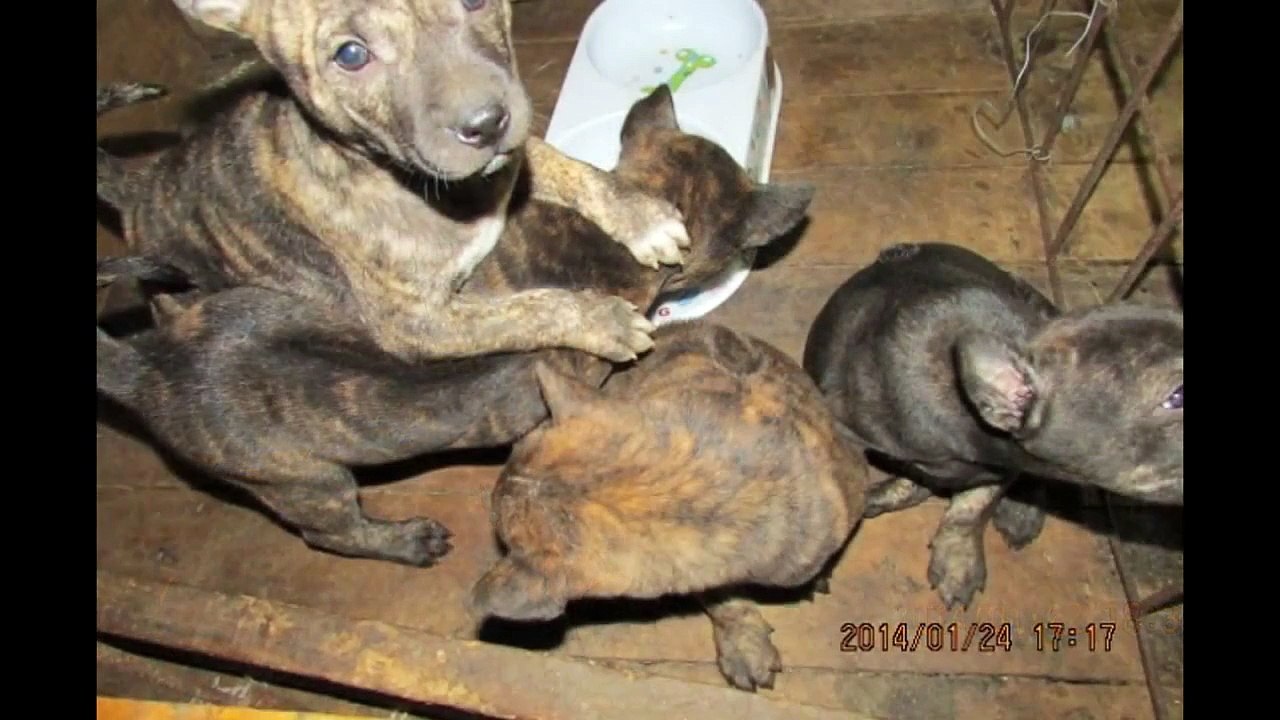 TRẠI CHÓ PHÚ QUỐC THUẦN CHỦNG 637 TRƯƠNG ĐỊNH HOÀNG MAI HÀ NỘI 0943585804