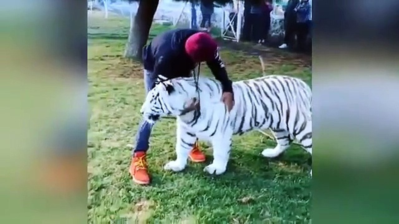 Lewis Hamilton se fait câliner par un tigre