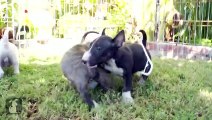 Popular Bull Terrier (Miniature) & Puppy videos