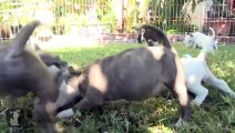 DOGS 101 - Miniature Bull Terrier [ENG]