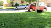 Ridiculous Rottweiler Puppies Squeak It Real Cute! - Puppy Love