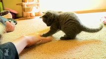 Siamese Kittens Pounce My Hand! - Kitten Love