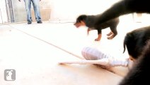 Ridiculous Rottweiler Puppies Have Sibling Rivalry! - Puppy Love
