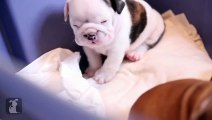 Wrinkly Bulldog Puppy Nibbles Finger! So DARN CUTE - Puppy Love