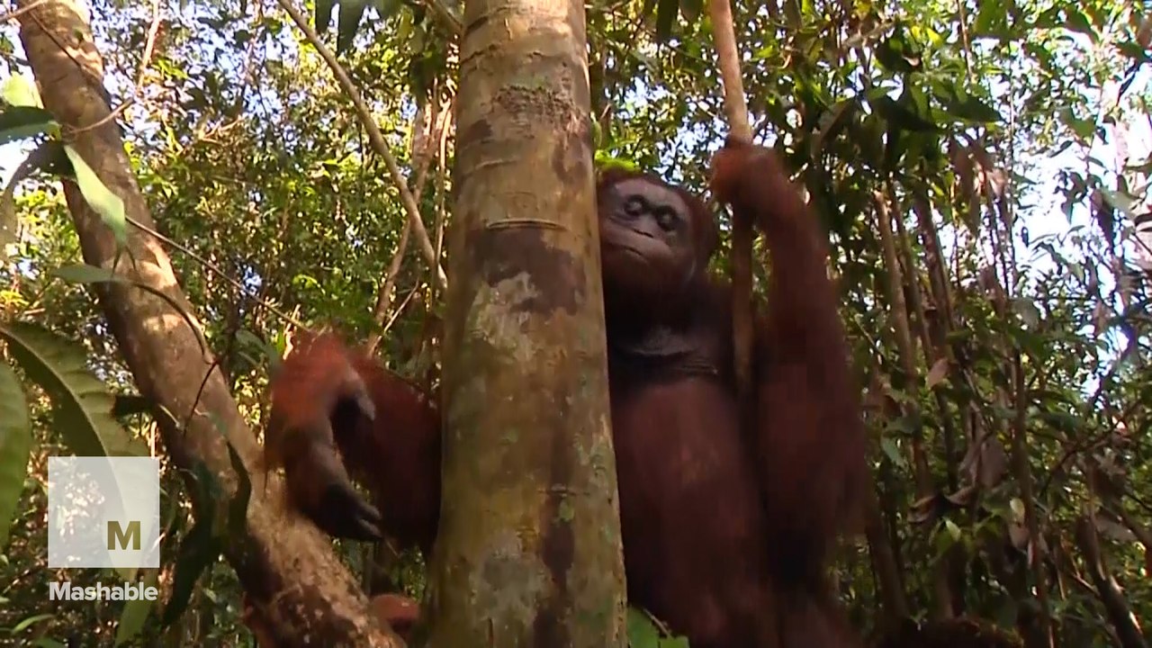 Conservationists race to save orangutans after devastating forest fires