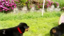 *NEW* The Best Rottweilers Vines Compilation Ever ! | ROTTWEILER ARE AMAZING !