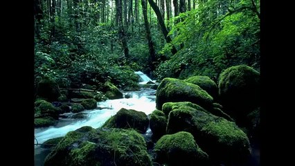 Excellent Trees on our Planet Earth