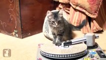 Kittens FREAK OUT for Laser Pointer! Its their FIRST TIME! - Kitten Love