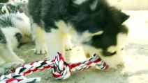 The Best of Siberian Husky Puppies