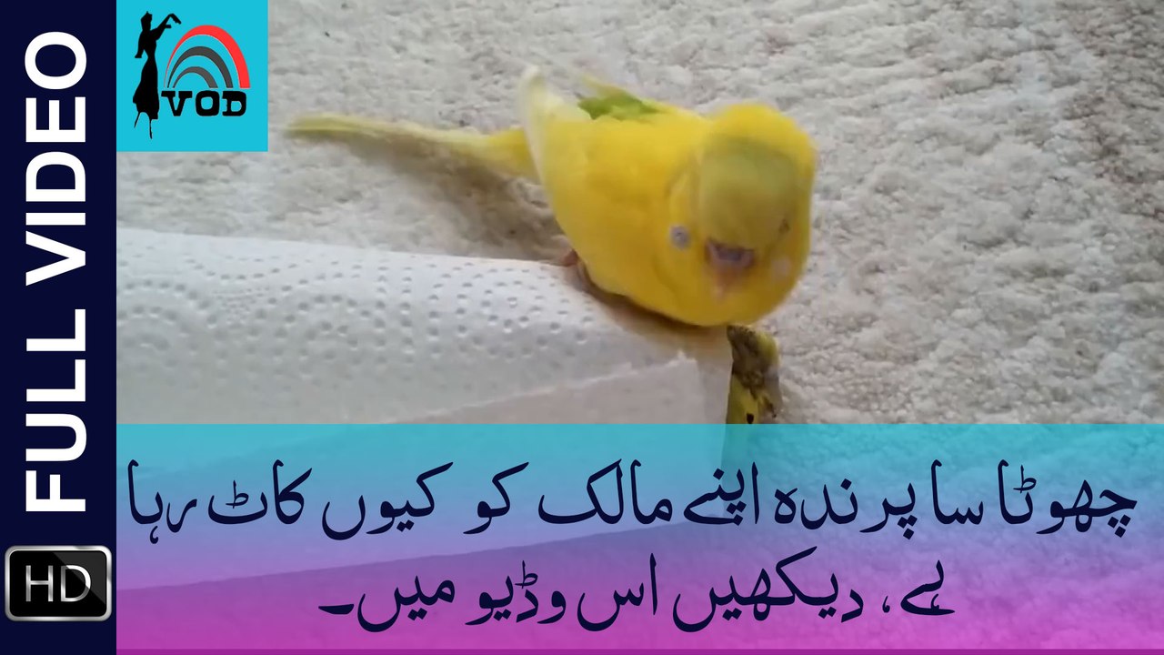 Love has no culture, no boundaries no race