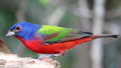 Painted Buntings - Birds Nonpareil
