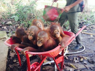 สารคดีท่องโลกกว้าง 19 มกราคม 2559 หน่วยพิทักษ์อุรังอุตัง