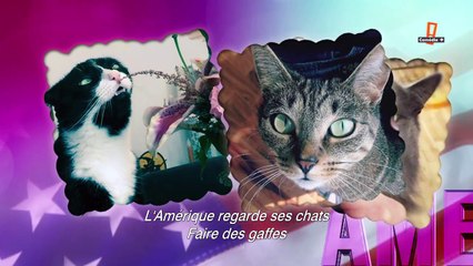 Adam Driver présente America’s funniest Cats dans le Saturday Night Live du 16/01