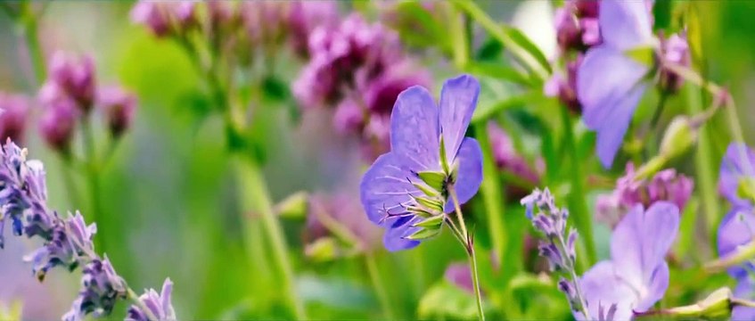 Far from the Madding Crowd Official Trailer #1 (2015) - Carey Mulligan Drama HD