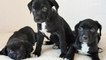 Puppies adopted after homeless man almost throws them off a bridge