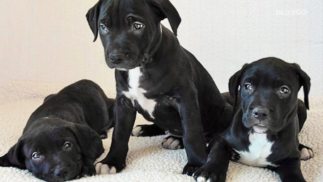 Puppies adopted after homeless man almost throws them off a bridge