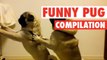 Pug Lyfe || Funny Pug Compilation