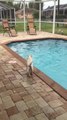 Excited Westie puppy shows off great diving form