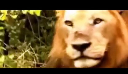 شاهد معركة شرسة بين اسد وثعبان تنتهى بمفاجأة
