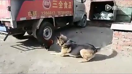 German Shepherd Vs Rooster