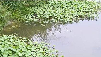 Waterschap gebruikt vorst om Grote Waternavel de nek om te draaien - RTV Noord