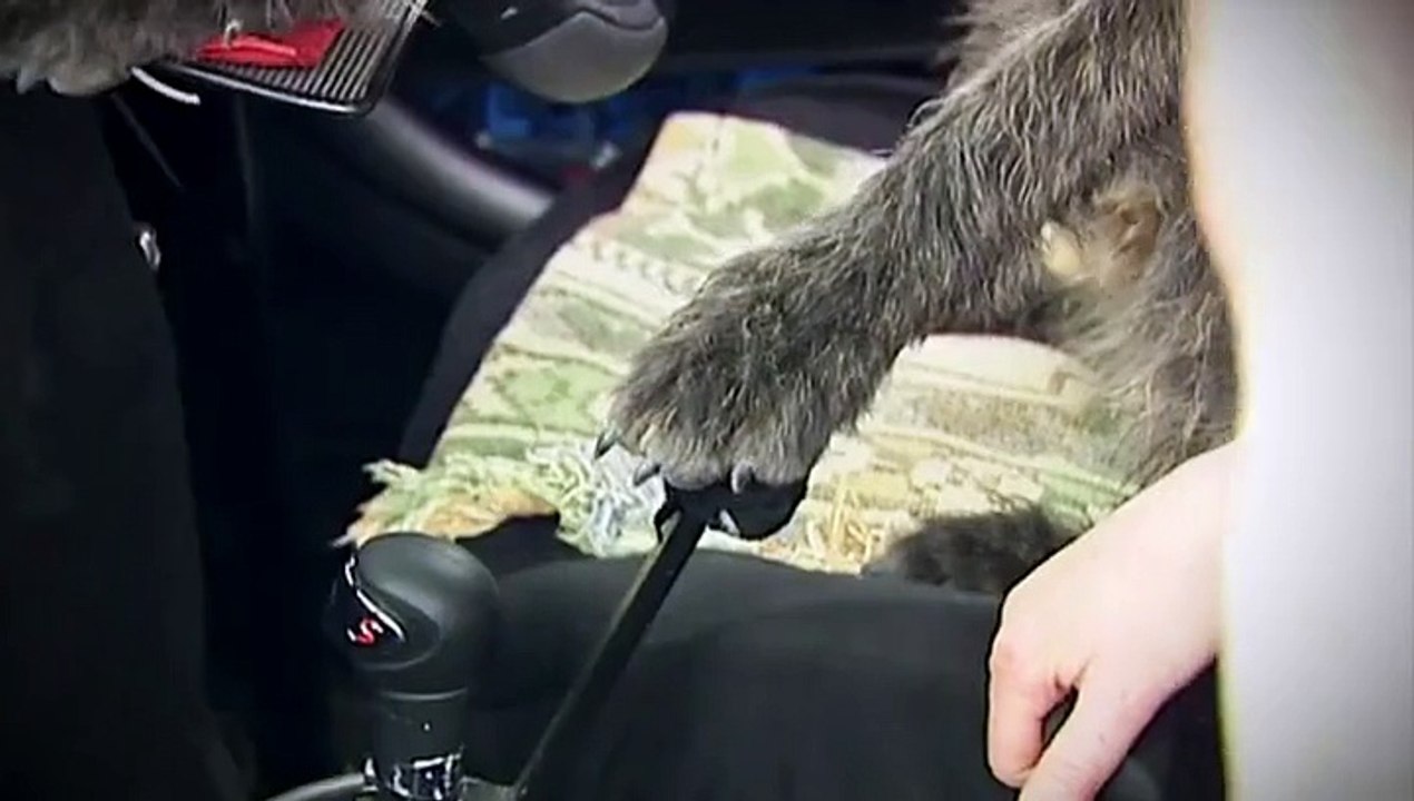 Dog Drives Car
