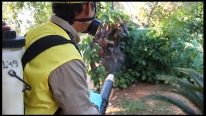 Paraguay le declara la guerra al mosquito aedes aegypti-