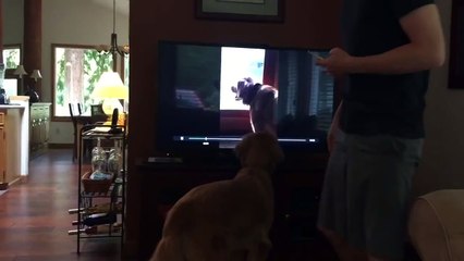 Family dog sings duet with himself on TV