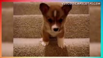 VIDEO DE CACHORRO QUE NO PUEDE BAJAR LAS ESCALERAS